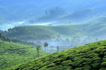 Private Day Trip to Munnar from Kochi (Cochin)