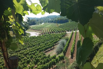 Wine Tour - The Best of Istria