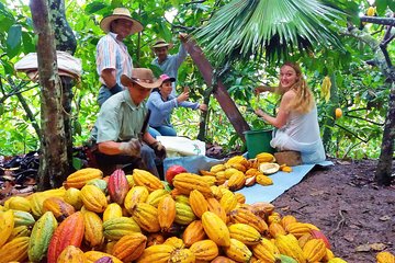 Private Tour - Cacao Tour (Cultivations)