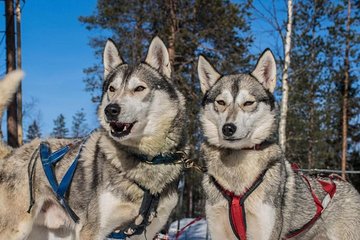 Lapland Reindeer and Husky Safari from Levi