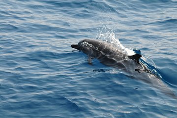 Sunrise dolphin watching experience and Bar Reef snorkelling – Kalpitiya