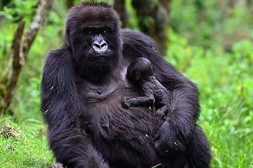 1 Day Gorilla trekking