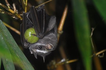 Night Hike in Drake Bay with Certified Guide