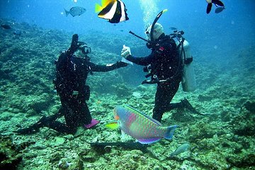 Falmouth Shore Excursion: 2-Tank Certified Scuba Diving Tour