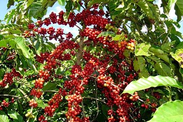 Lake Atitlan - Coffee Tour 