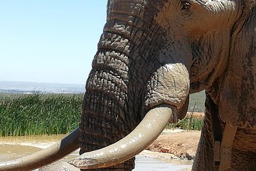 Addo Elephant Park Day Visit Plus 2 Hours in Open Vehicle with Park Ranger