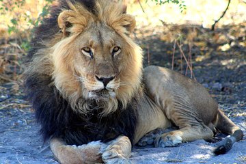 3 Day Central Kalahari Game Reserve Safari Tour