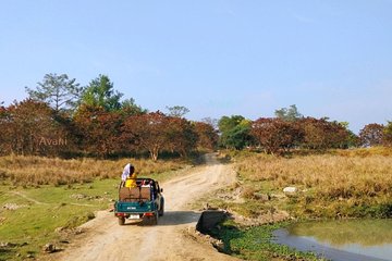 Tour of Pobitora Wildlife Sanctuary from Guwahati with Safari, Lunch and Guide