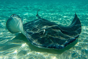 Starfish Point, Stingray City-Sandbar & Coral Gardens