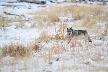 Private Yellowstone Wolf Watching & Wildlife Safari + lunch