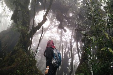 Mount Irau Mossy Trek