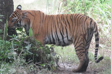 Mission Tiger, 4 days tour inside Chitwan National Park.