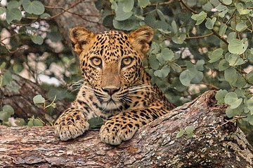 Lunugamvehera National Park Entrance Ticket