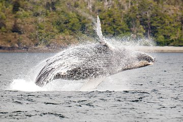 Whale and Glacier Watching from Punta Arenas Francisco Coloane Park