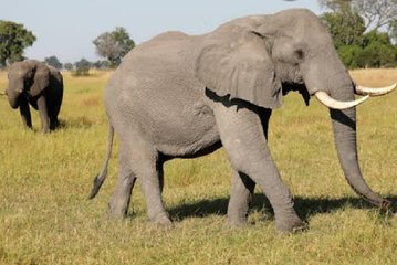 Full Day Safari Tour of Pilanesberg National Park, Open Jeep experience