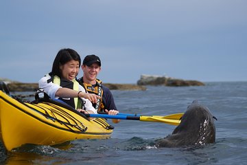 Private Wildlife Kayaking Tour - Kaikoura