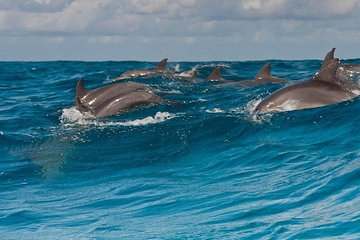Private Dolphin Tour and Snorkeling at Mnemba Island reef