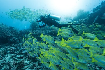 SSI Open Water Diver 