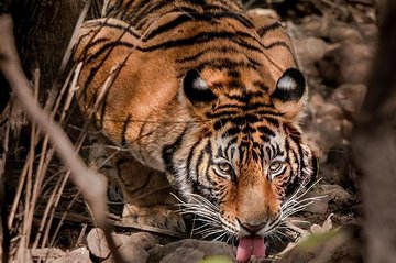 Gypsy Safari (Foriegn National)- Ranthambore National Park