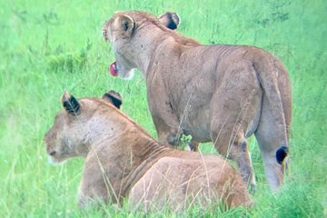 1 Day Safari to Mikumi National Park