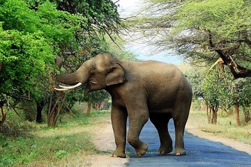 Chinnar Wild-life Visiting Tour (Eravikulam National Park)