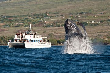 Favorite Oahu Whale Watch! (2 Hour Tour! Ala Wai Harbor, Oahu)