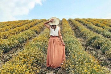 Immortelle farm island Krk