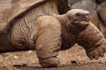 Private tour with Land Tortoises Lava tunnel and sinkholes