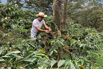 Coffee Farm and Salento Walking Tour with Lunch