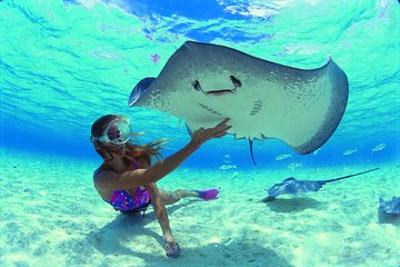 Best Way to Interact with Ocean Wildlife with Lunch. 6H