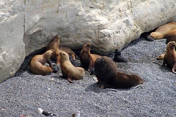 Shore Excursion Punta Loma Sea Lions Reserve Including Puerto Madryn City Tour