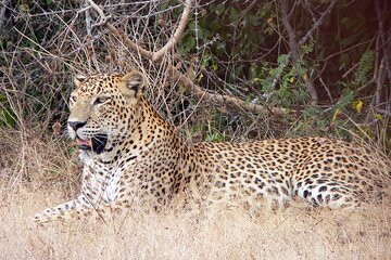 Yala National Park Safari from Talpe