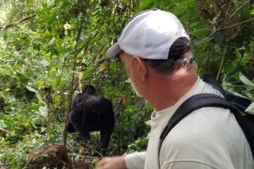 4 Days Gorilla and Chimps trek safari