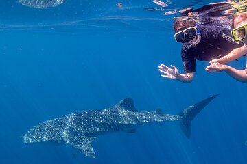Regular WhaleShark swim Tour With Guarantee