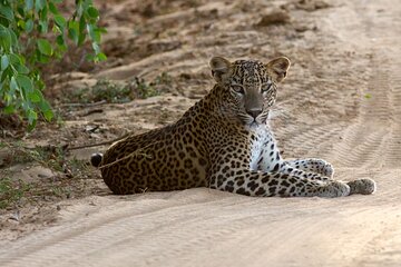 Yala National Park Private Safari