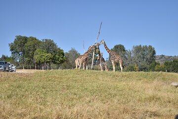 Africam safari experience (private tour)