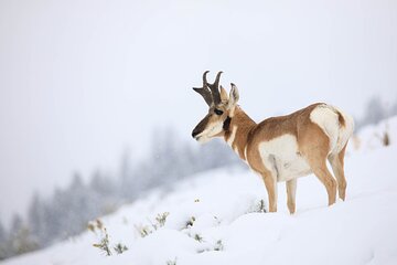Yellowstone Winter Wildlife Safari from Bozeman - Private Tour