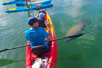 Mangroves, Manatees, and a Hidden Beach: Kayak Tour