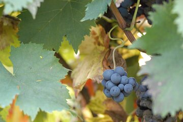 Guided tour and tasting at Fattoria Paradiso in Bertinoro