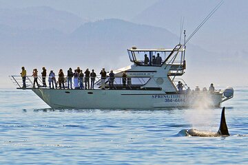 Victoria Whale Watch Tour