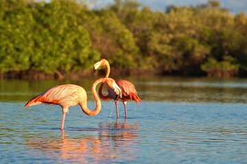 Kayak experience in the mangroves of Holbox