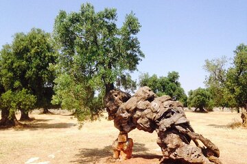 EVO Oil Tasting in Masseria in Ostuni