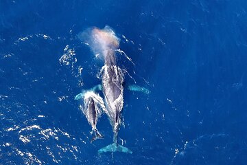 Okinawa Whale Watching From Naha