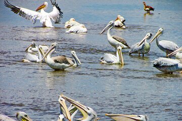 4X4 Lake Nakuru Day Trip Safari – & Optional Lake Naivasha Boat