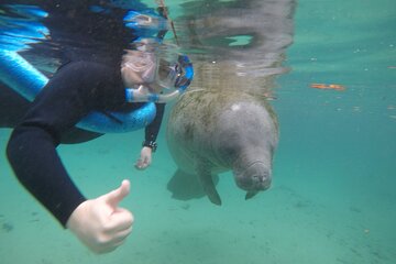 Guided Small Group Manatee Snorkeling Tour with In-Water Photographer