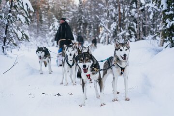 Apukka Husky Adventure in Rovaniemi