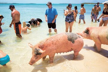 Swimming with Pigs in Nassau with Transportation Included