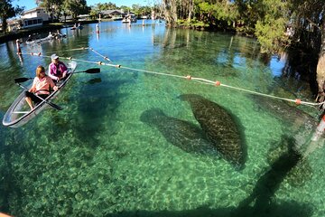Clear Kayak Manatee Ecotour of Crystal River