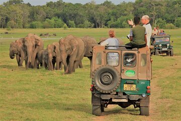 Minneriya National Park Elephant Jeep Safari - Private