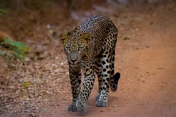 Leopard Safari In Yala National Park with an Experienced Guide